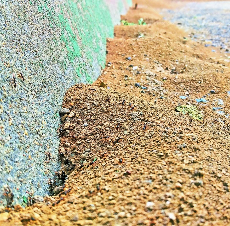 Ant hills