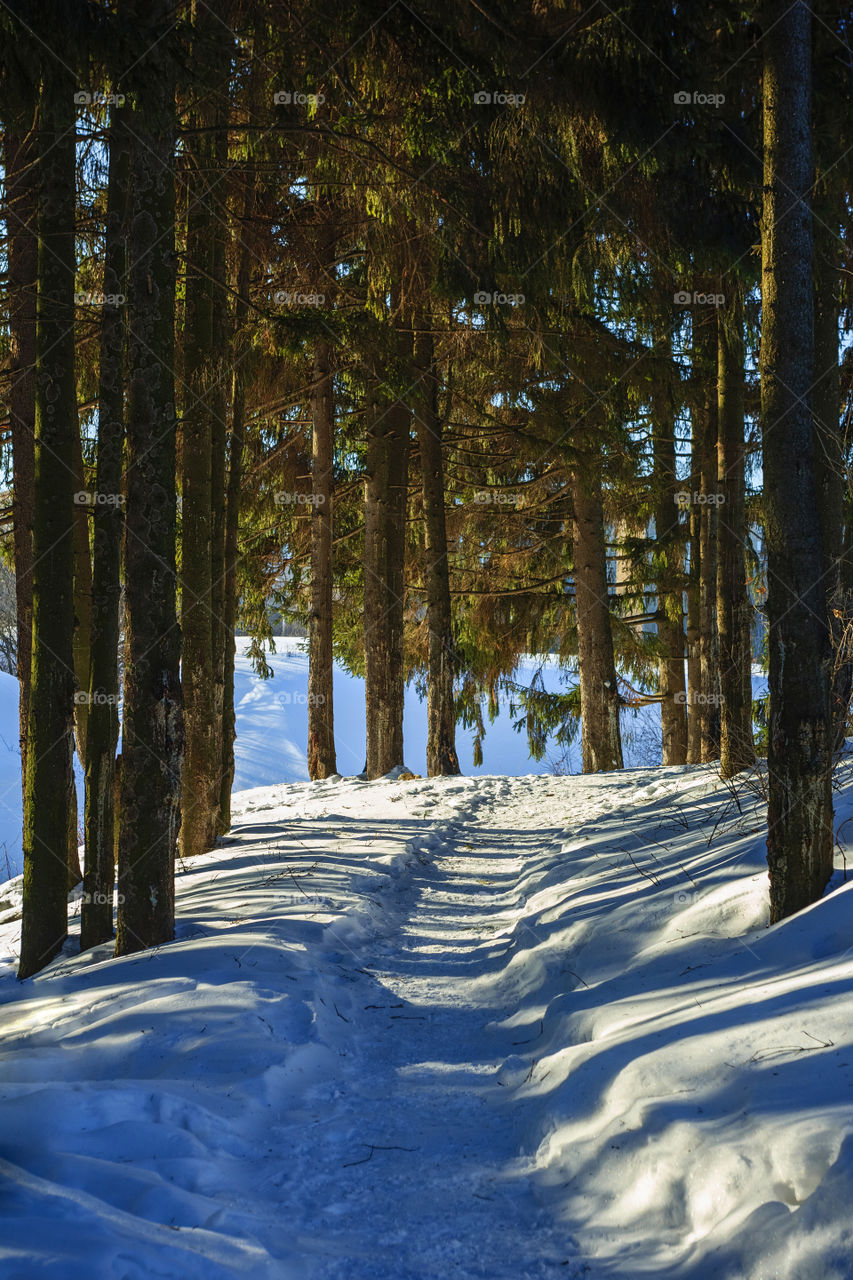 Shadows in the snow forest