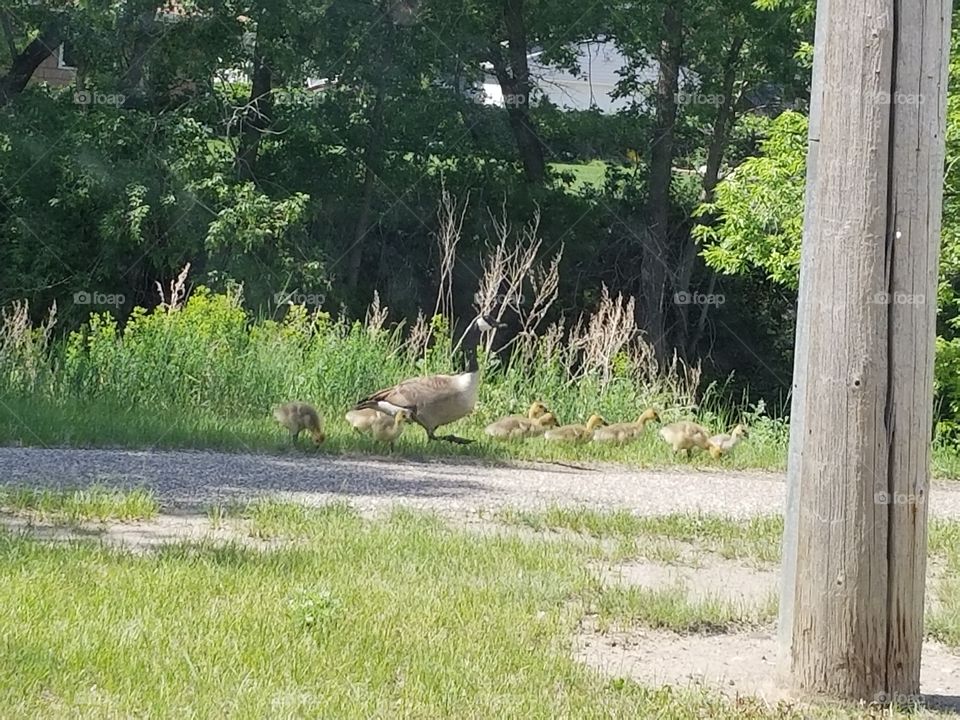 baby geese out for a walk