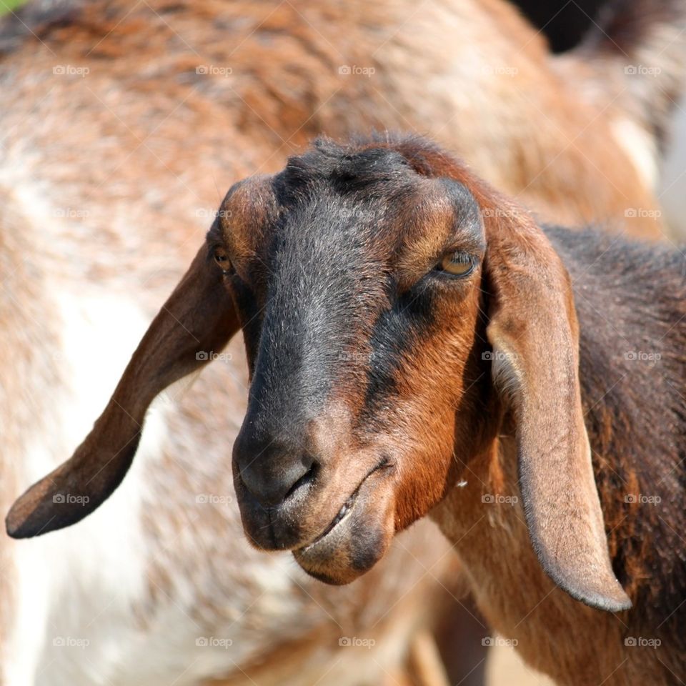 Portrait of a Goat