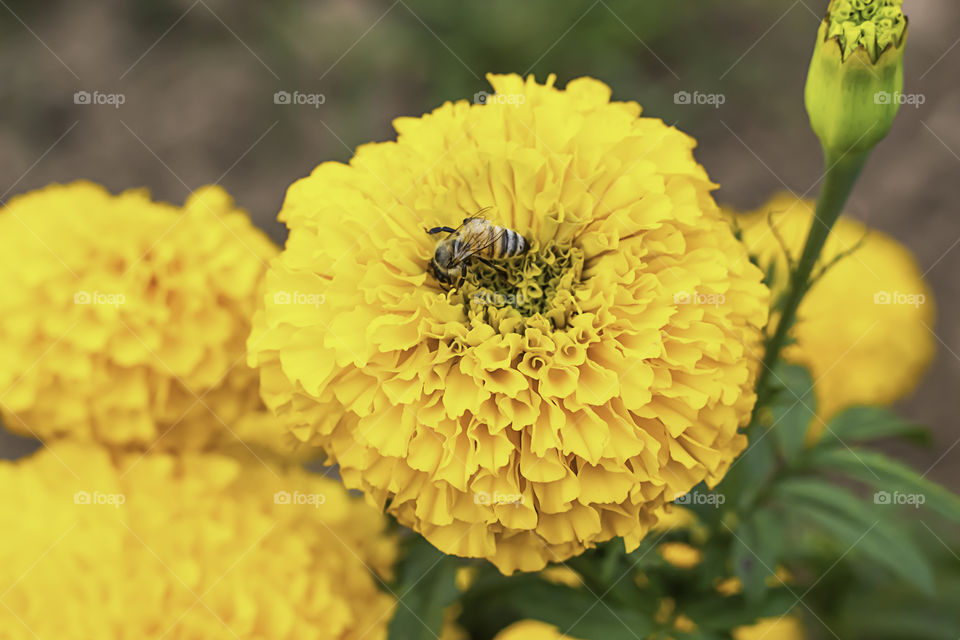 Bee on Yellow Marigold  flowers or Tagetes erecta in garden.