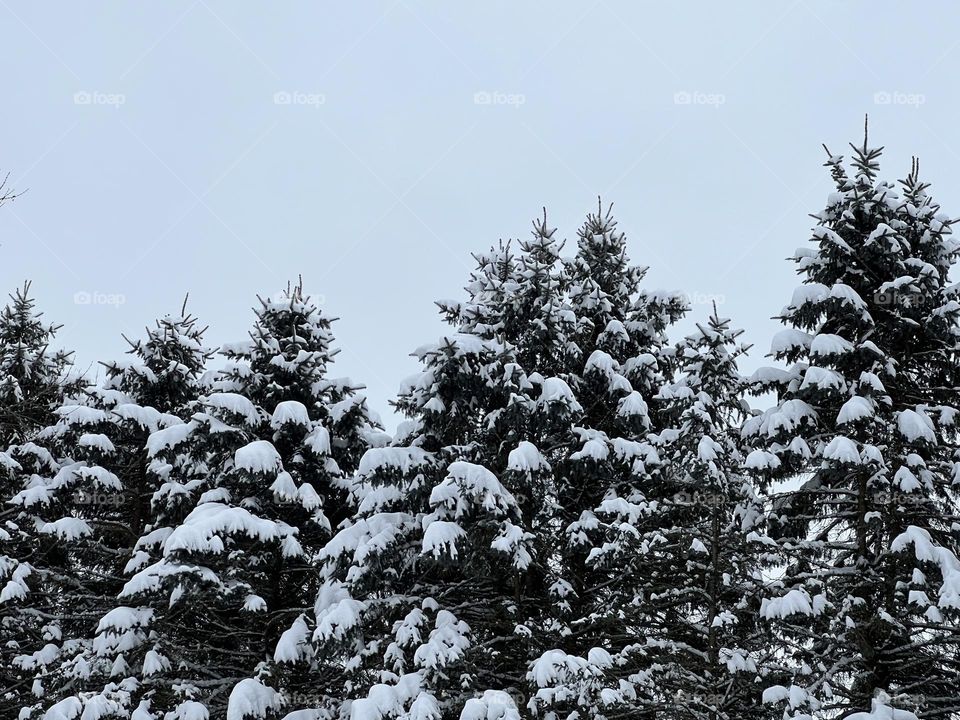 Pine trees blanketed in snow