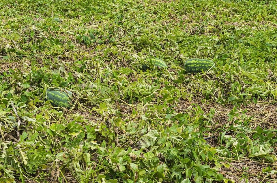 Watermelon Garden