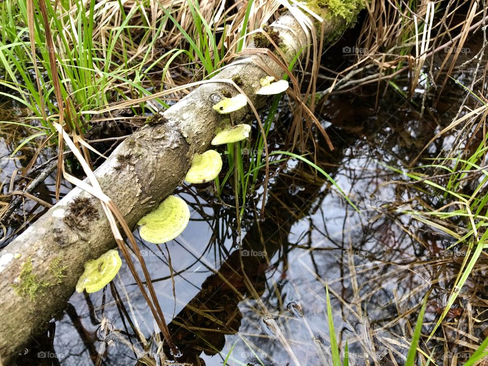 Dägimoos Swiss Forest Mushroom 
