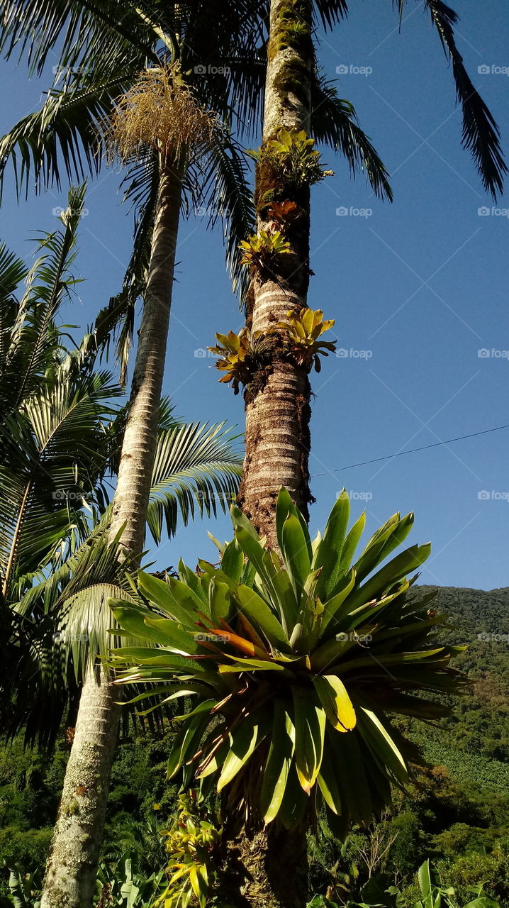 PALMEIRAS BROMÉLIAS