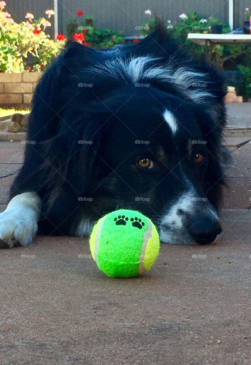Border collie sheepdog lying in front of fluorescent green tennis ball outdoors closeup 