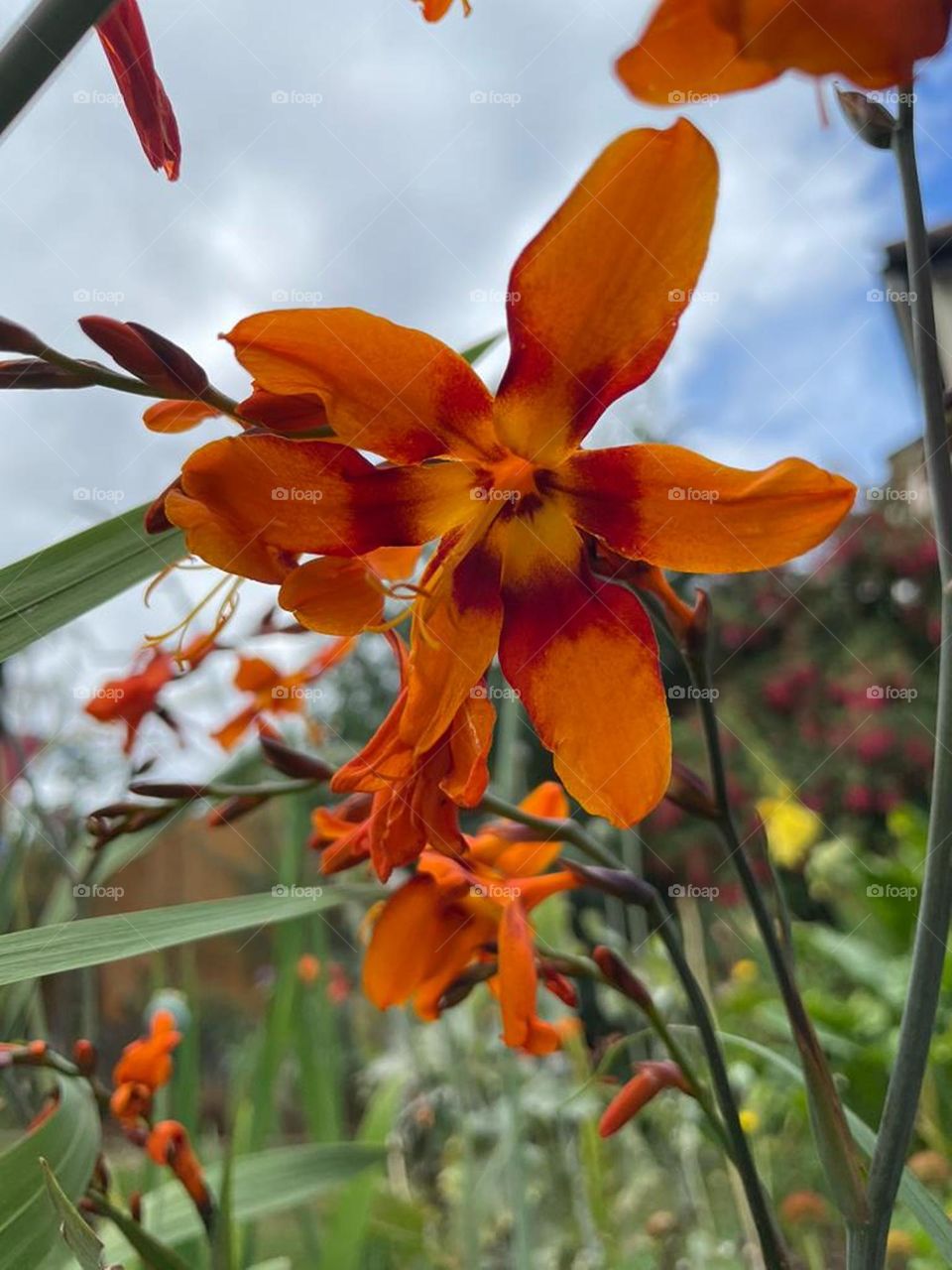 crocosmiiflora