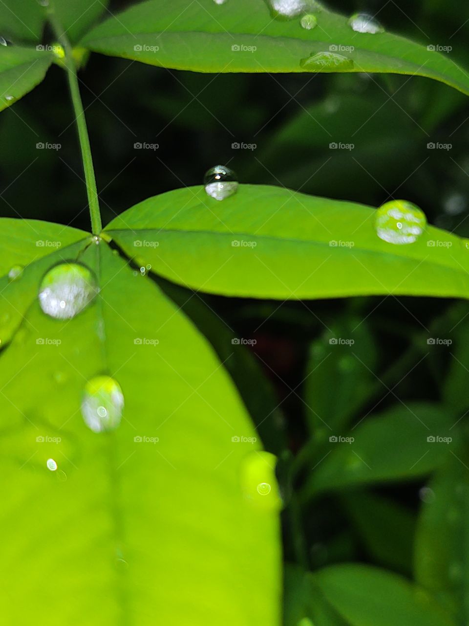 Rain Drops