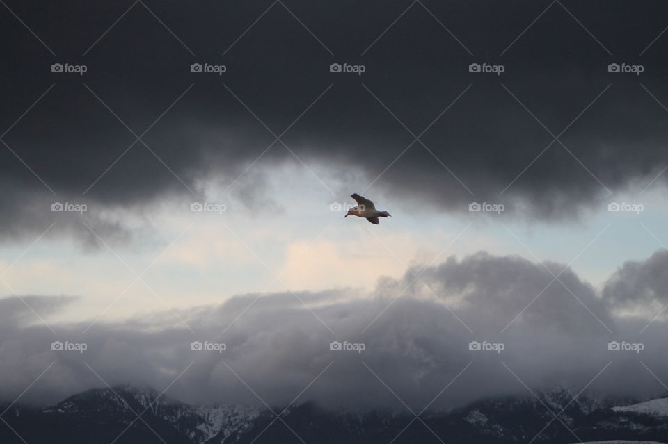 Morning shot of the sea, sky and clouds in a myriad of colours. A seagull is floating on the wind, illuminated by the sunlight. In this photo the seagull is flying under a dark grey cloud mass and below him is more clouds and a mountain range.