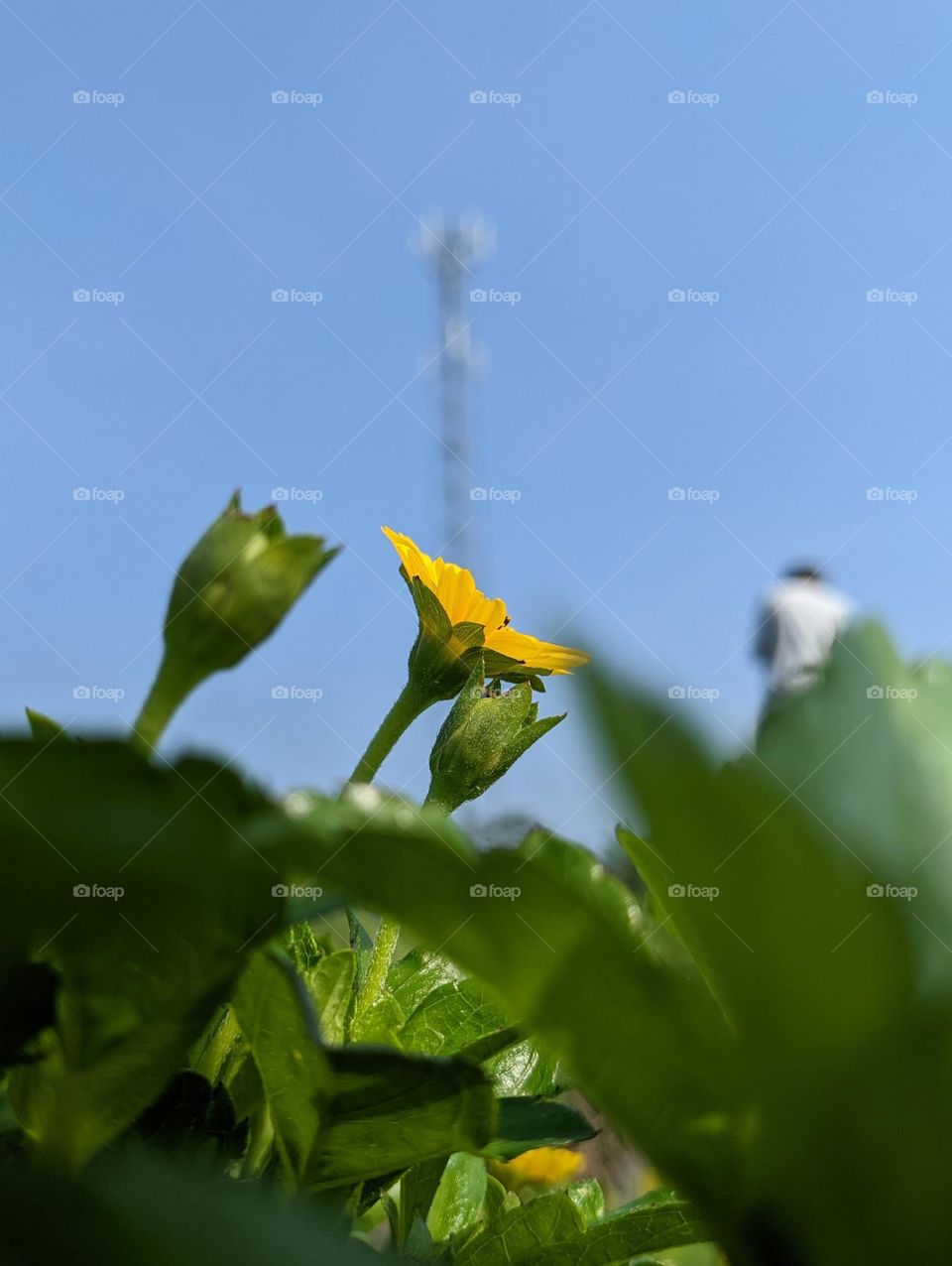 Masterpiece by nature