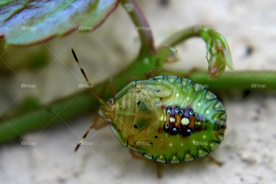 Nezara viridula - bug