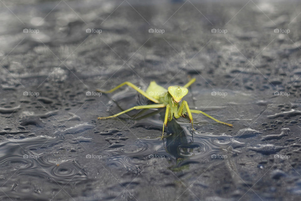 praying mantis