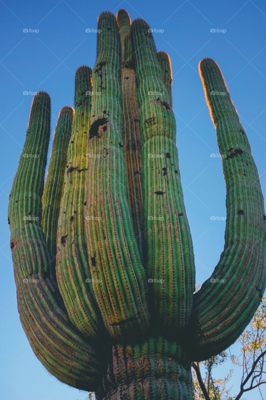 Saguaro 