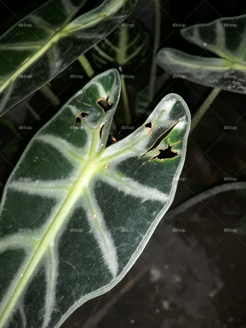 leaf White and green