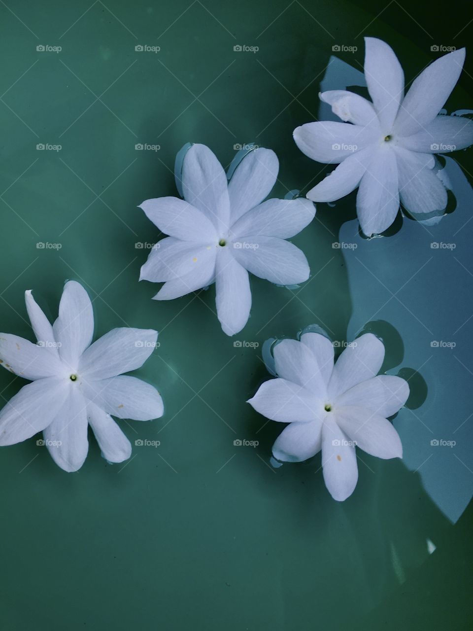  Green x white. white flowers in water