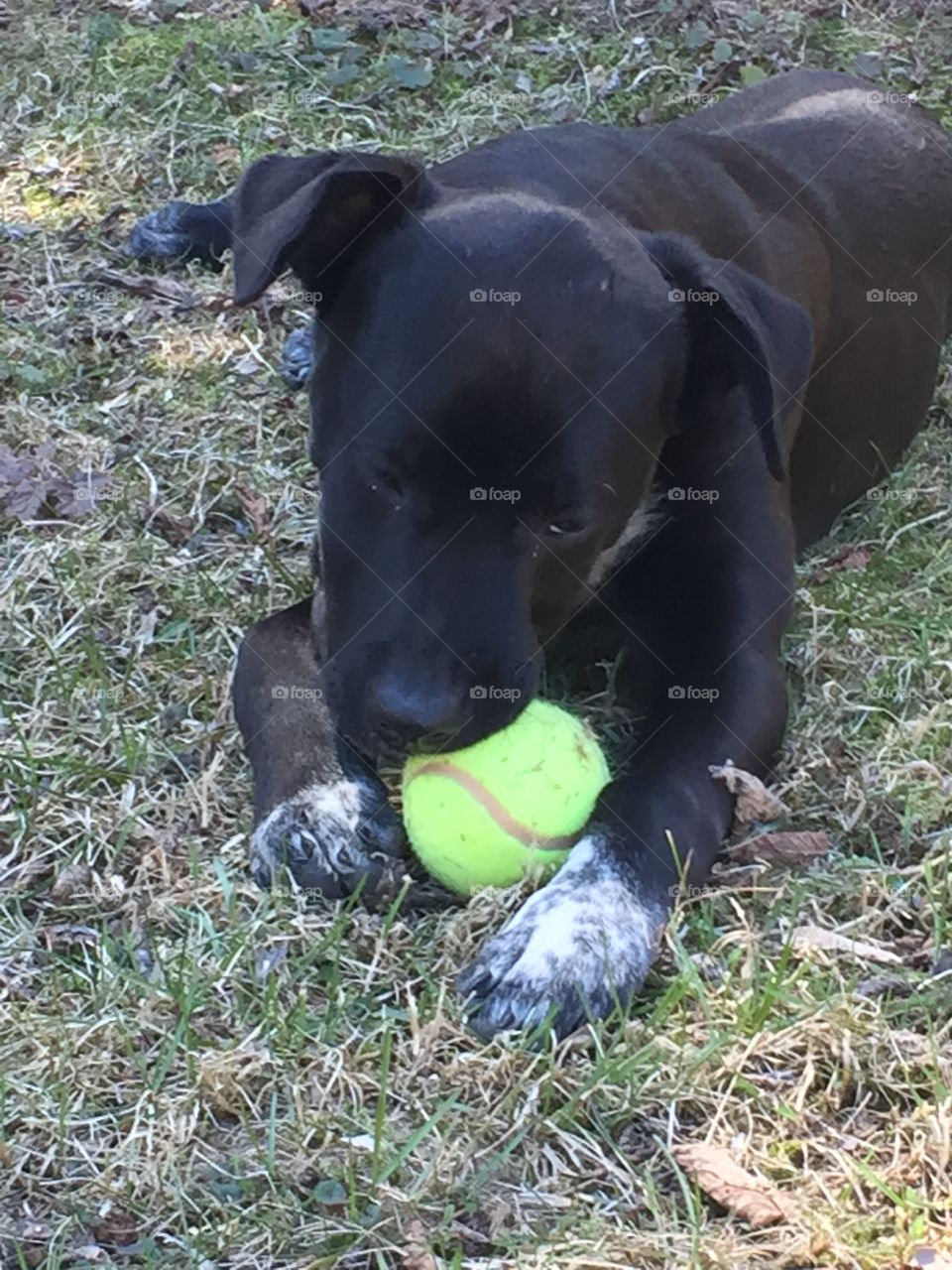 Puppy playing with ball