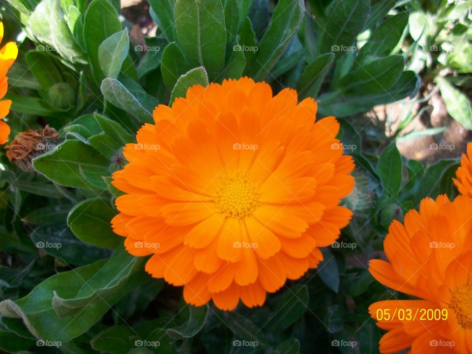 orange flower