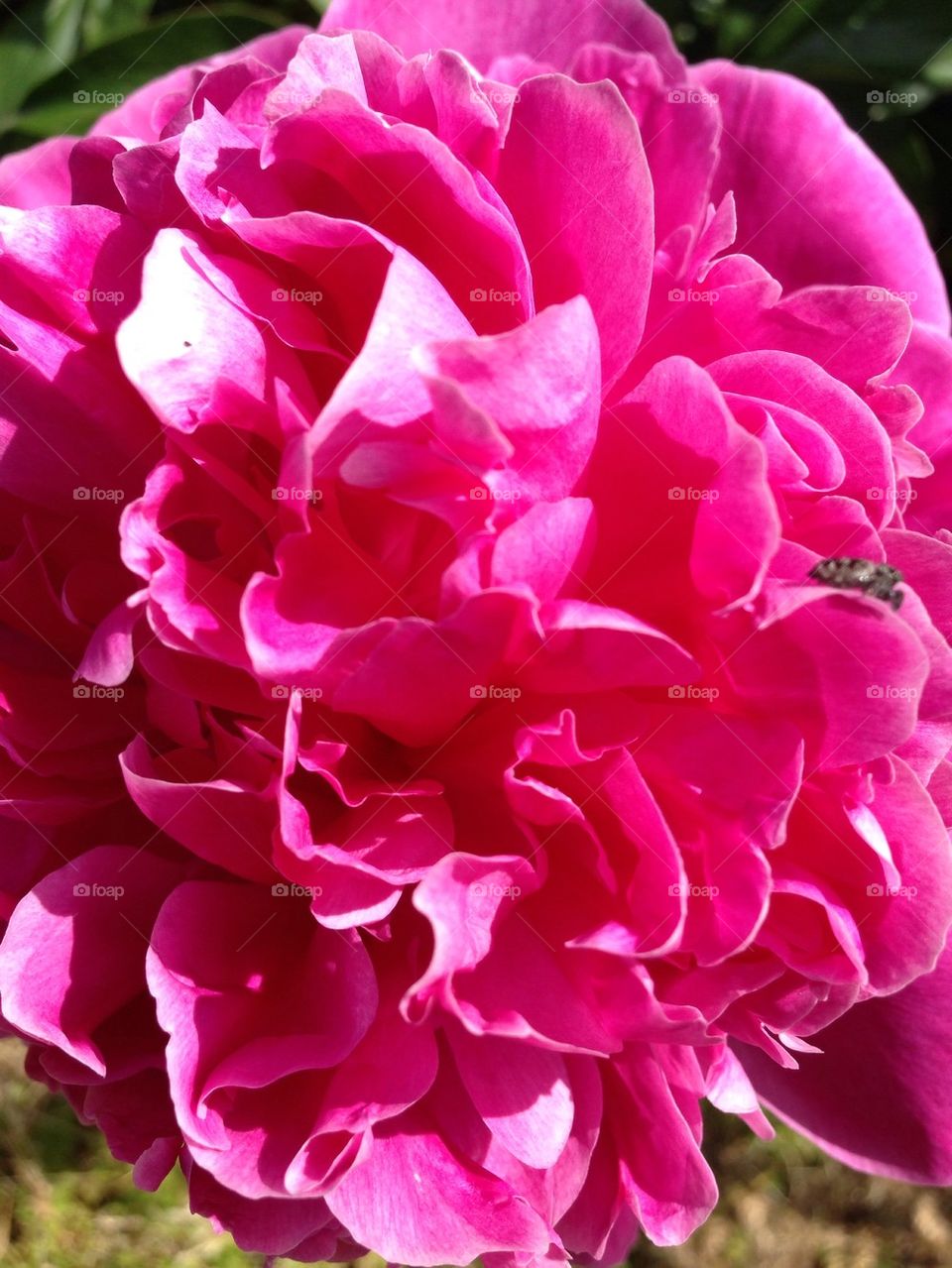 Peony 