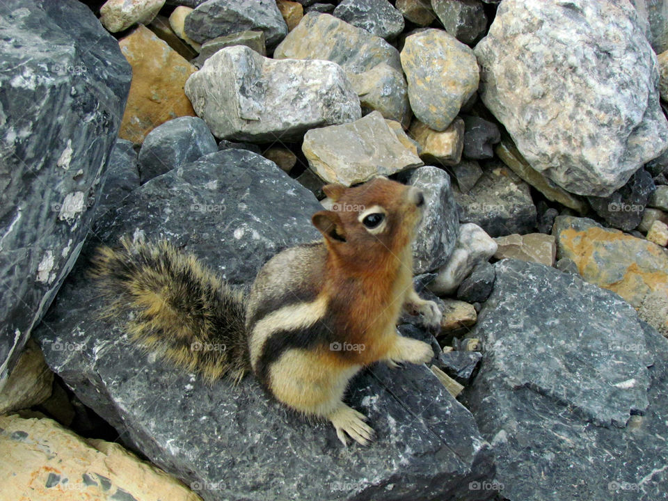 I'm looking for food