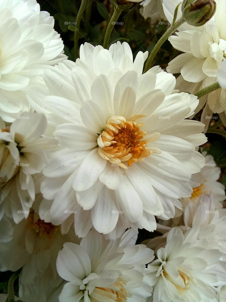 chrysantemum