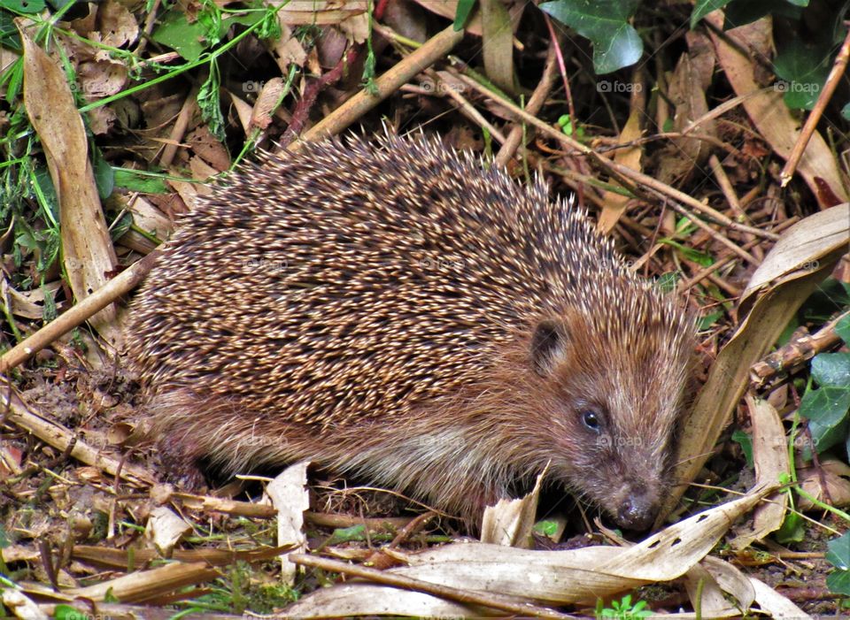 Hedgehog