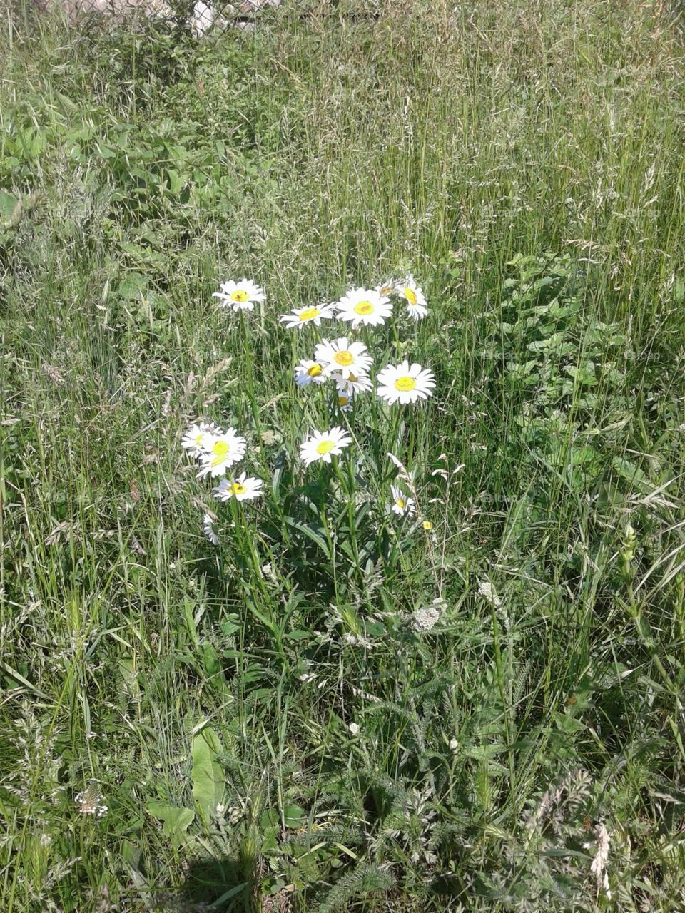 Wild flowers 