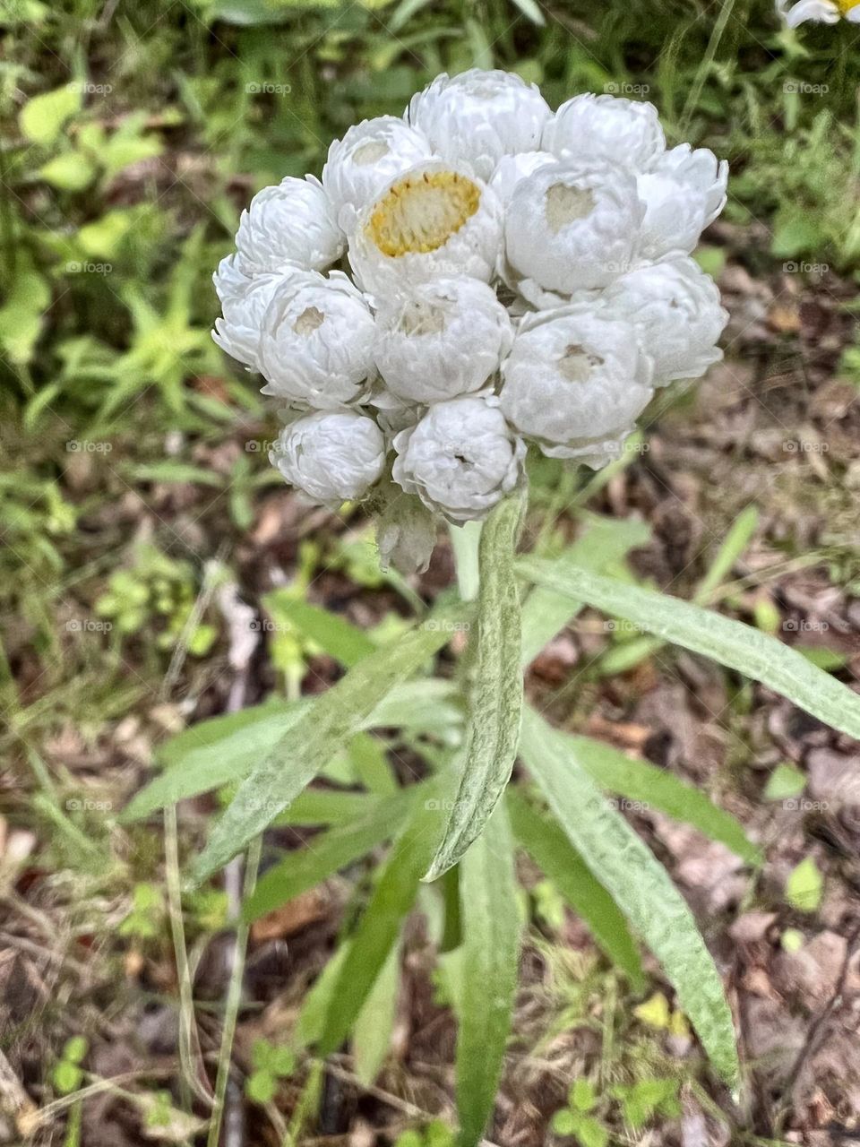 White flowers 