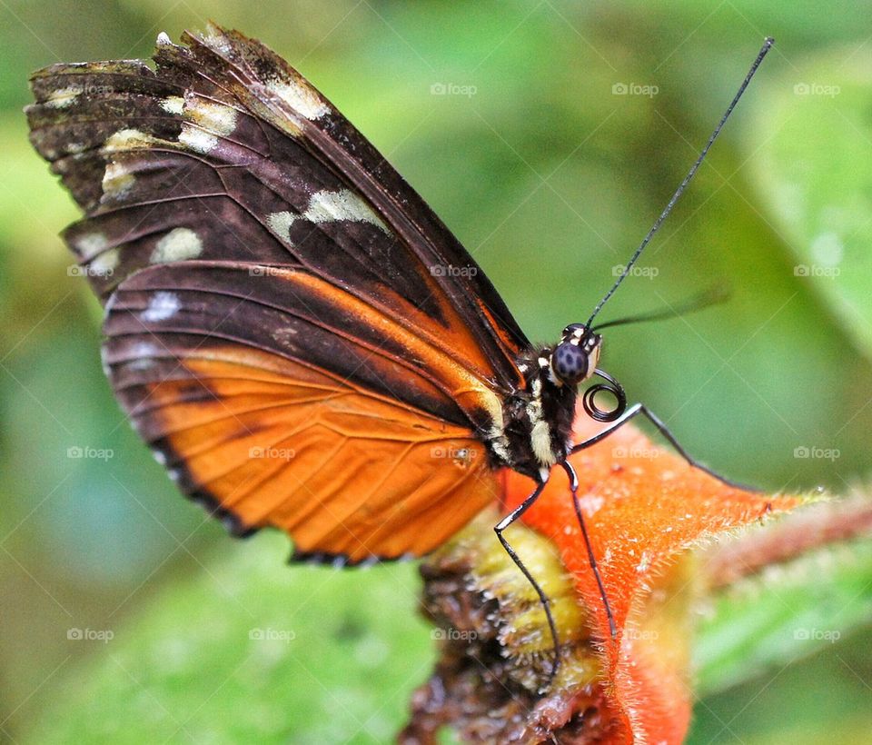 Orange butterfly