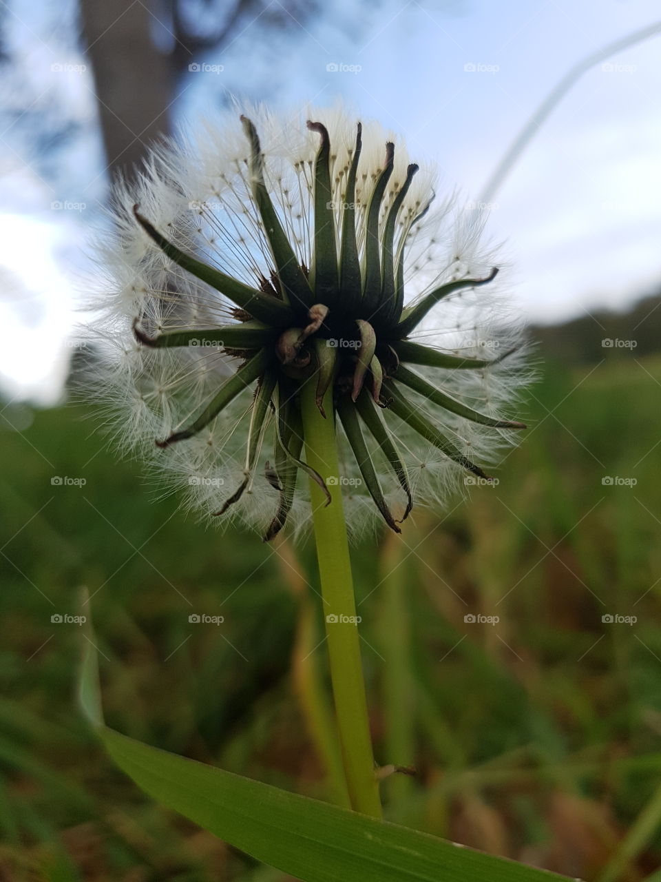 Dandelion