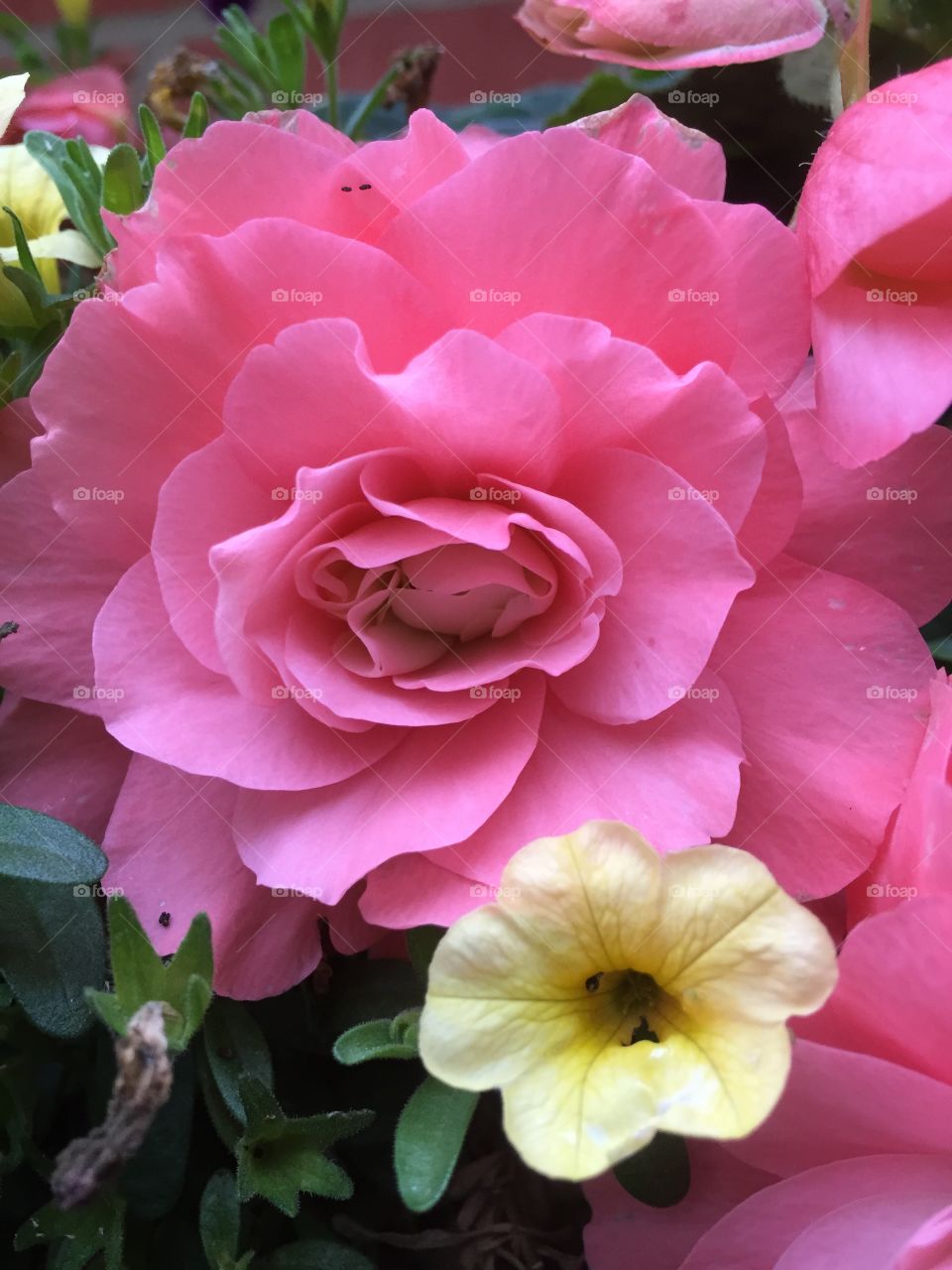 Pink rose with friend