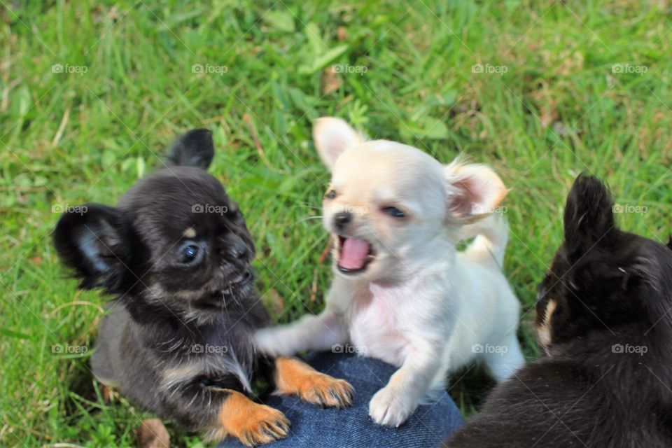 Small Hopes Kennel. 
Narvik, Norway. 
Chihuahuas. 