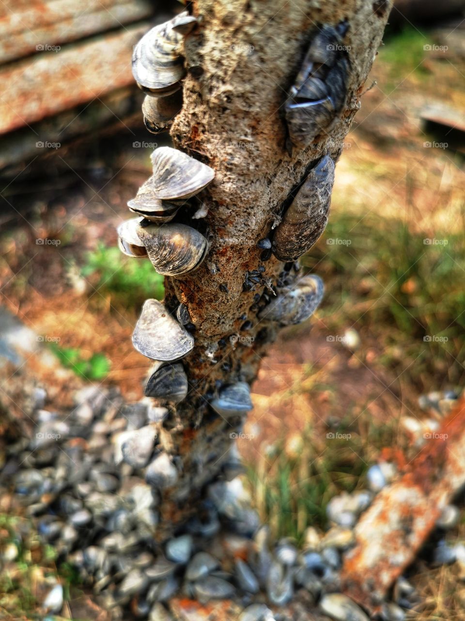 Green plant flower beauty nature greens outdoor shape design view part form shades Light wild street day sun car road trip way travel wild forest sky skyline horizont blue field green grow grass moody plant outdoor snail