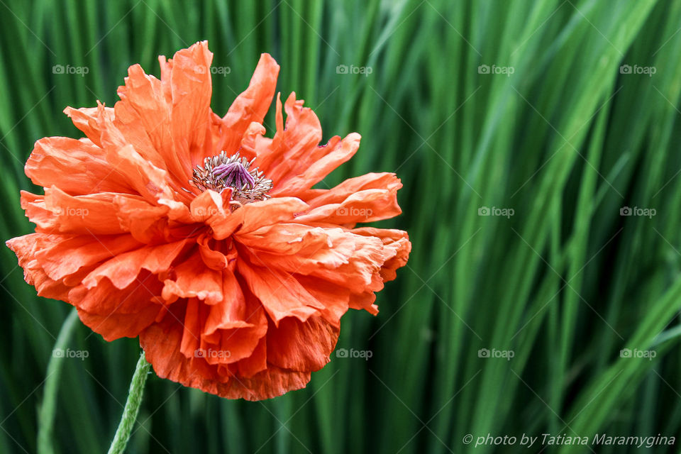 lush red poppy flower