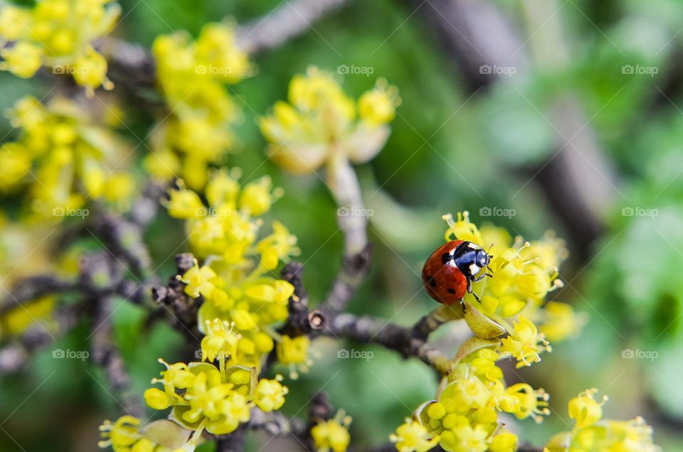 Ladybug