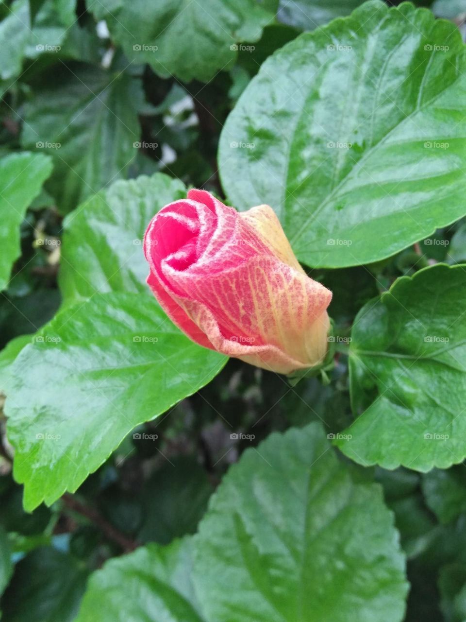 hibiscus flower buds
