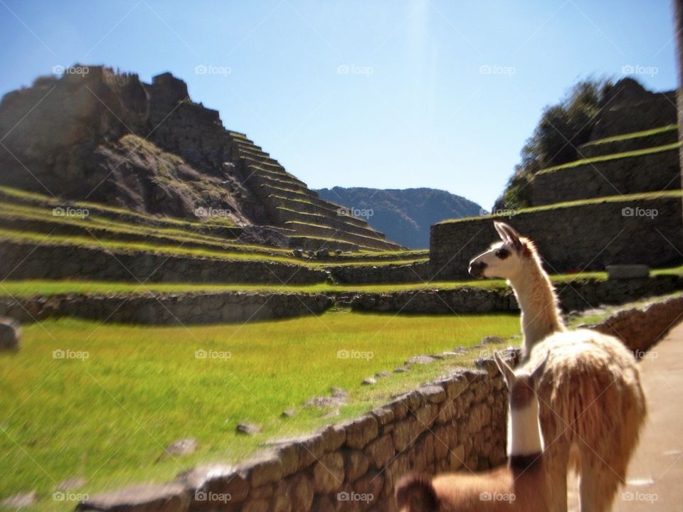 Machu Picchu with these fellas