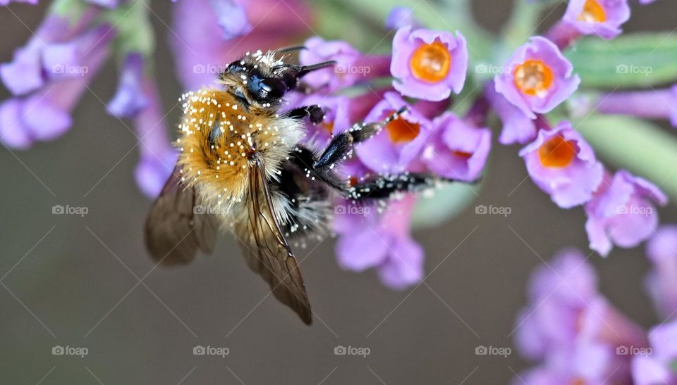 a lot of pollen in the luggage