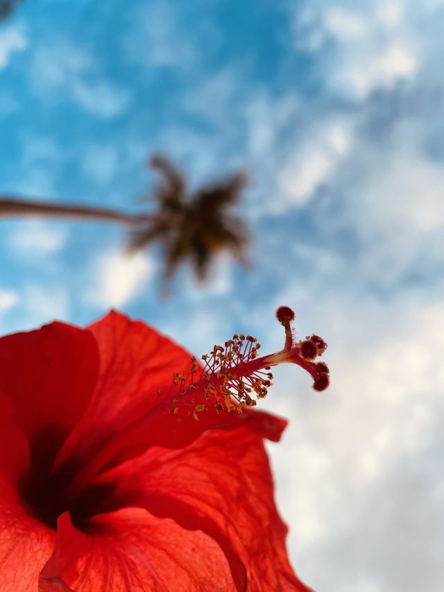 Color Flor roja y fondo cielo blanco y azul hermoso.