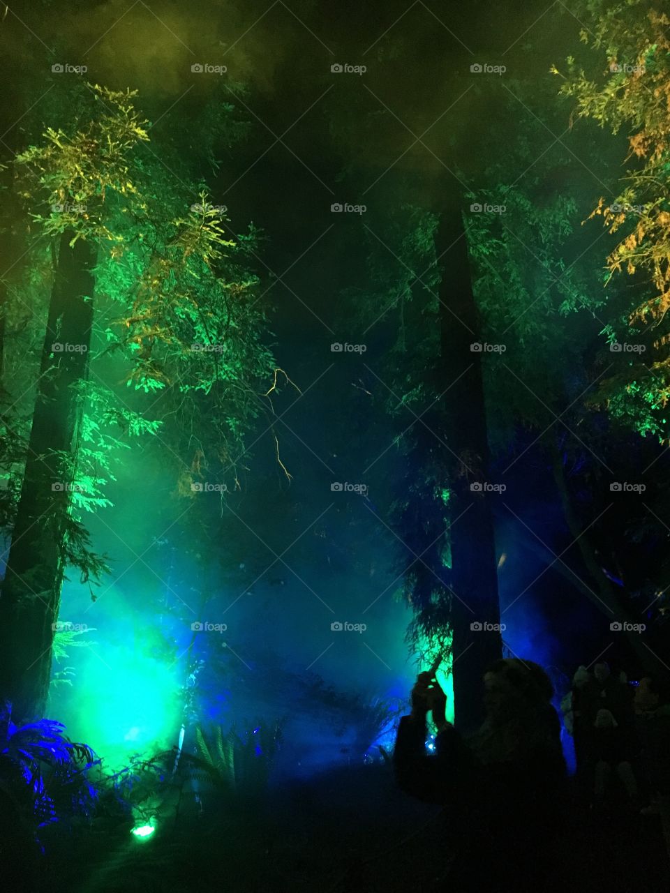 Colored lights shining through trees. 