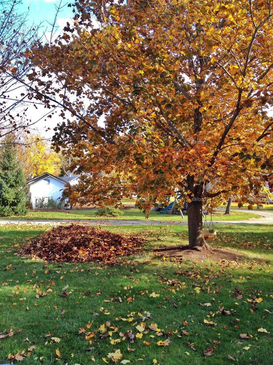 Leaf pile!