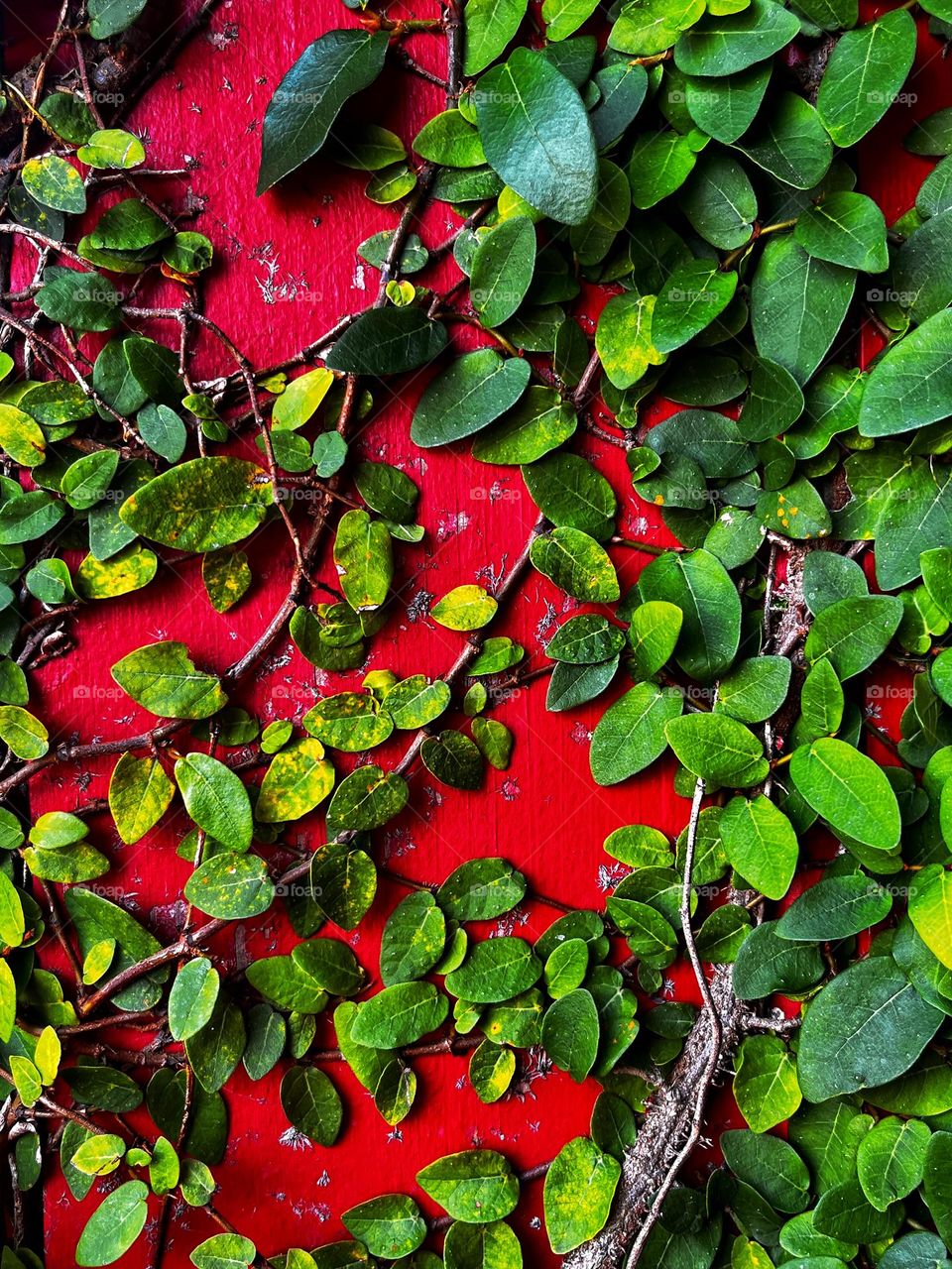 A green leafy vine growing on a bright red wooden wall