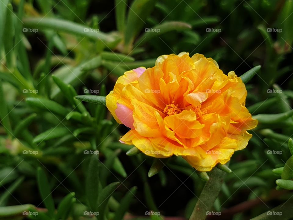 the Portulaca Grandiflora