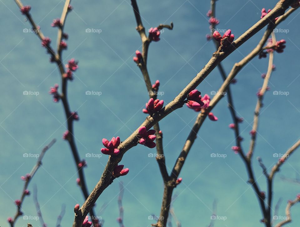 Almost time to bloom