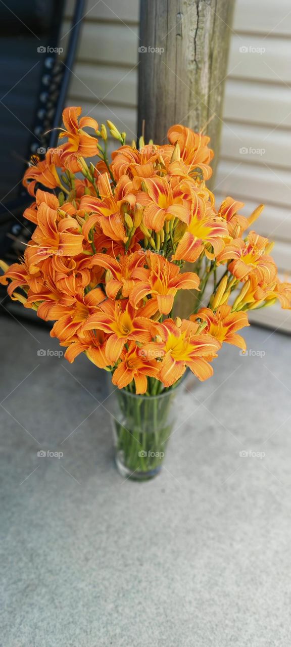 Orange Flowers