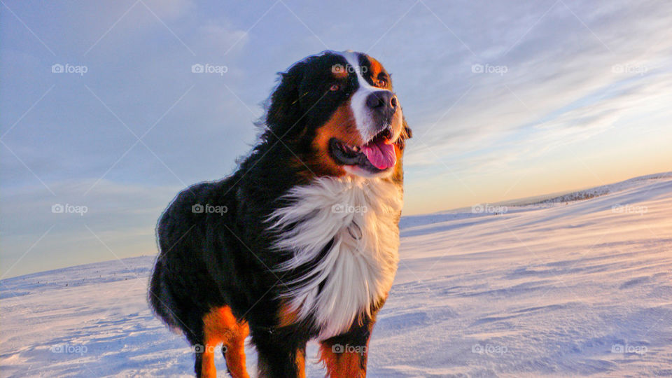 winter mountain dog sälen by kallek