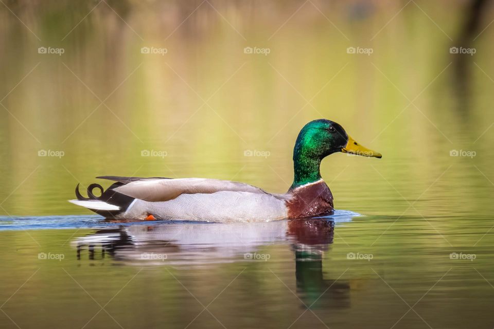 A male Mallard peacefully swimming in the pond. Raleigh, North Carolina. 