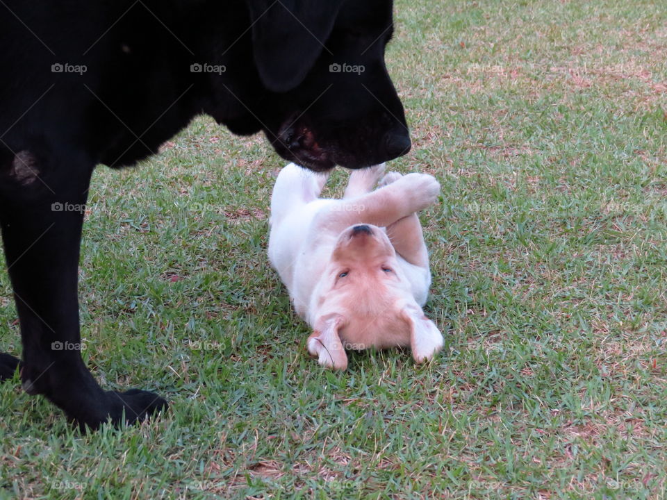 Playing with the little sister