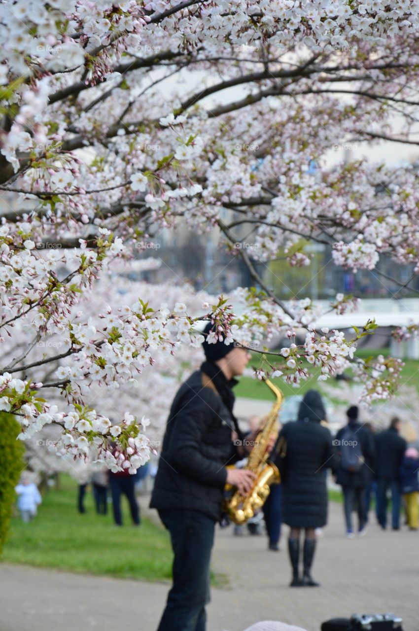 musicians and cherry