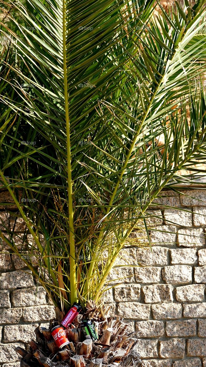 Coca-Cola#cokechallenge#palm#nature#sun#energy