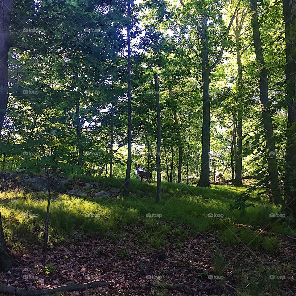 Back into the woods for an early morning run with my forest friends. 